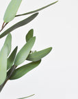 31" Faux Eucalyptus Leaf Stem