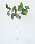 24" Faux Eucalyptus Leaf Stem