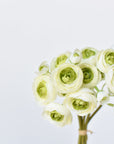 10.5" Faux White + Green Ranunculus Stem Bundle