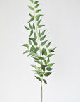 36" Faux Italian Ruscus Stem