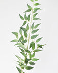 36" Faux Italian Ruscus Stem