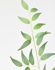 36" Faux Italian Ruscus Stem