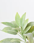 12"Faux Green Sage Pick Stem