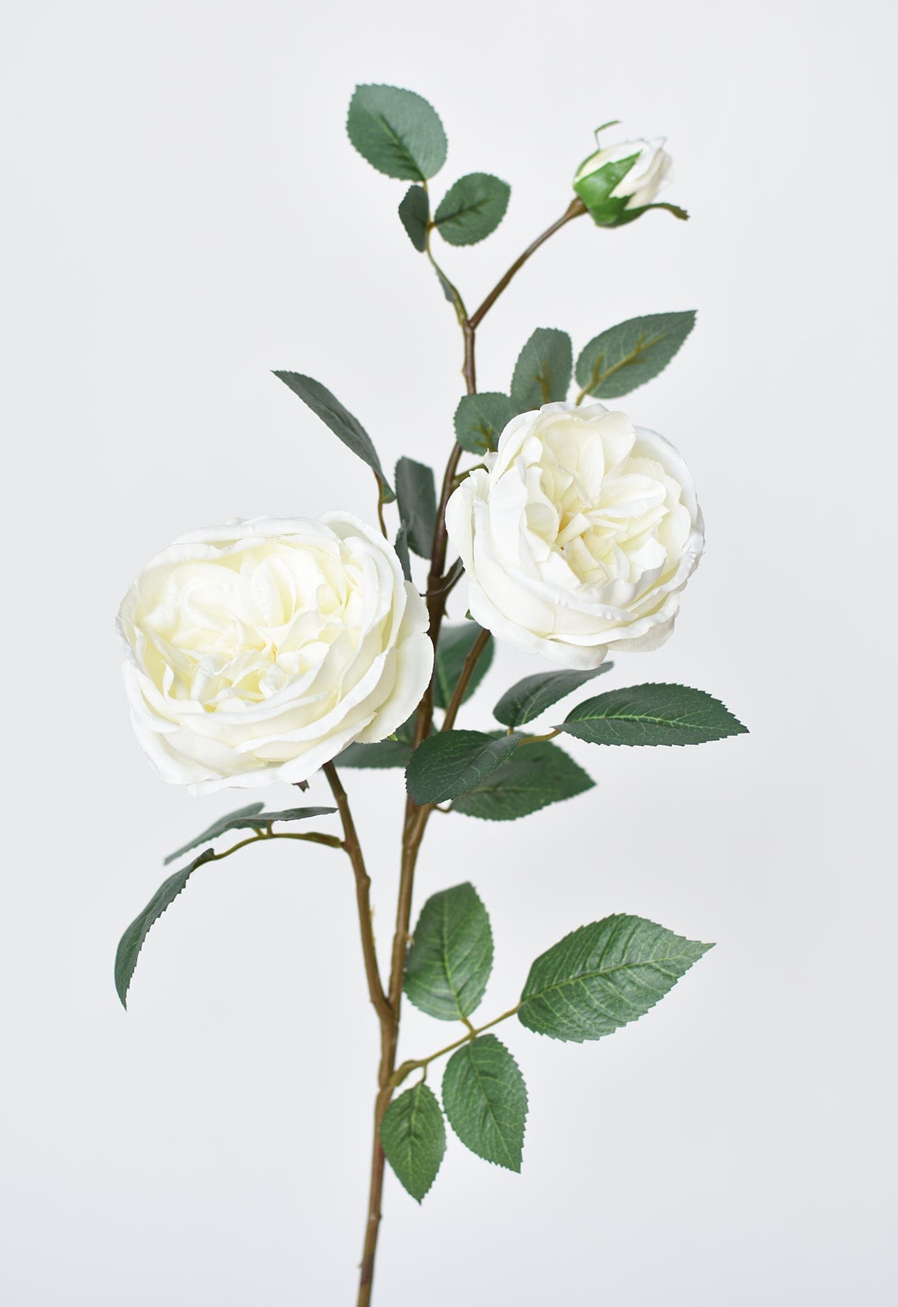 Cabbage Rose Stem in White - Perfect wedding flowers!