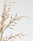 34" Faux Beige Wild Wheat Stem