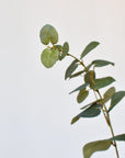 40" Faux Eucalyptus Stem