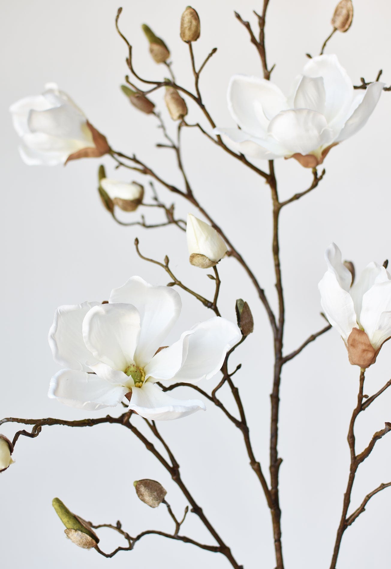 magnolia tree branch
