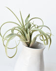 8" Faux Green/Gray Tillandsia Succulent Pick