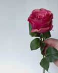 22" Faux Large Rose Bud Stem Cerise / Pink