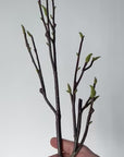 36" Faux Magnolia Tree Branch Stem