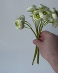 10.5" Faux White + Green Ranunculus Stem Bundle