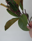 26" magnolia leaf branch