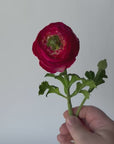 13" Faux Red Ranunculus Stem