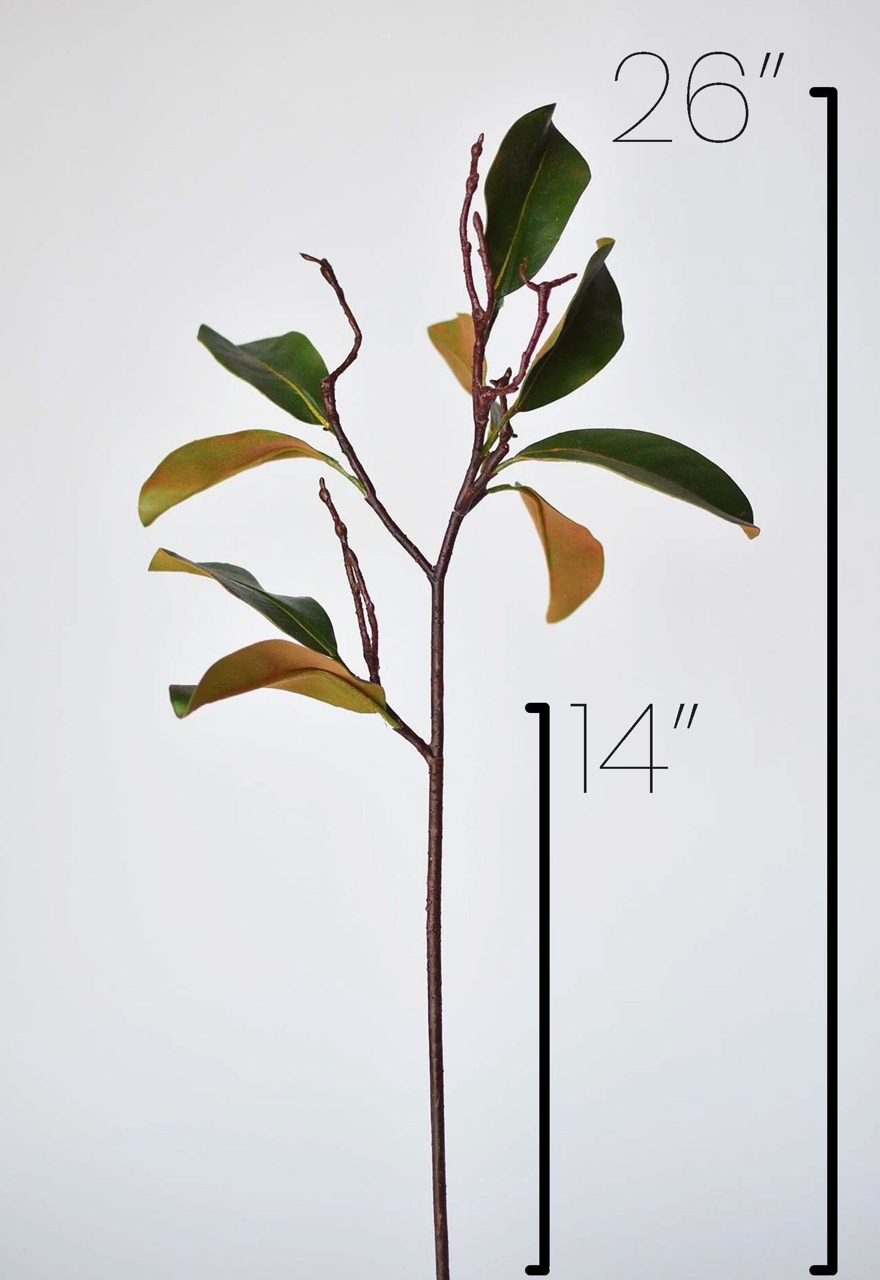 26" magnolia leaf branch