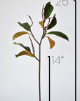 26" magnolia leaf branch