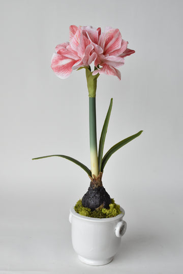 Faux Amaryllis Pink and White, w/bulb