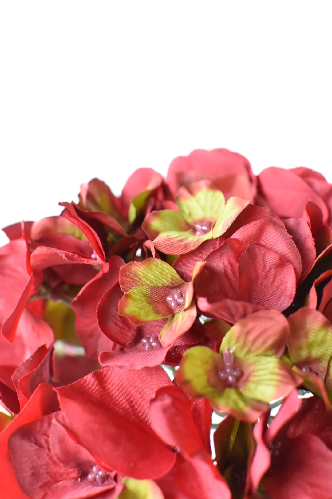 Artificial red hydrangea head stem showing green color running through the bloom