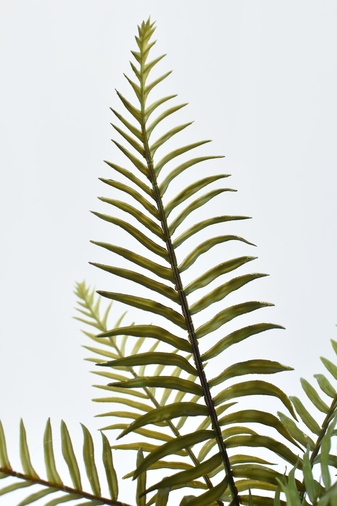 16" Sword Forest Fern in Glass Vase