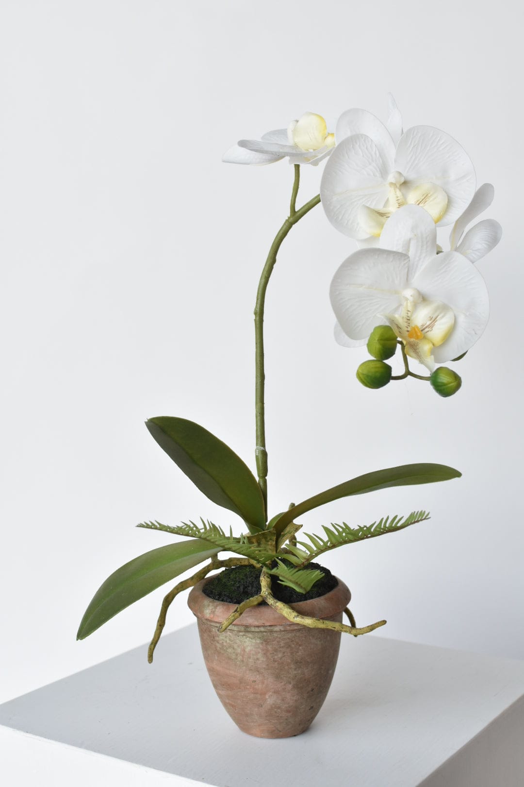 17" Faux Phalaenopsis Orchid in Terra Cotta Pot
