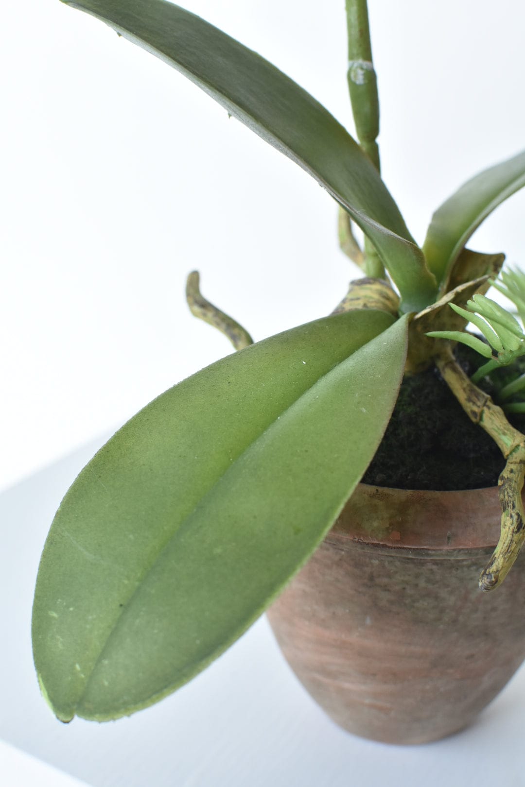 17" Faux Phalaenopsis Orchid in Terra Cotta Pot