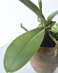 17" Faux Phalaenopsis Orchid in Terra Cotta Pot