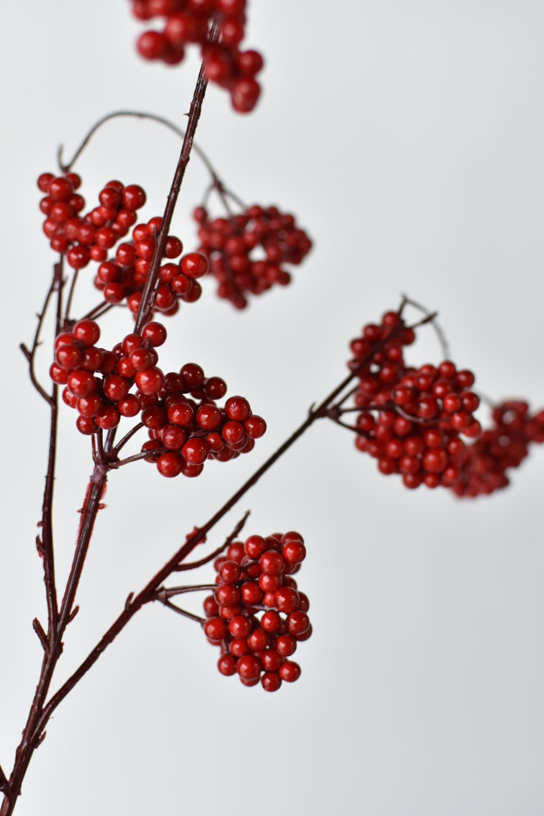 Close-up of red coated foam berry pods in a three-pod cluster