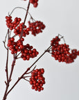 Close-up of red coated foam berry pods in a three-pod cluster