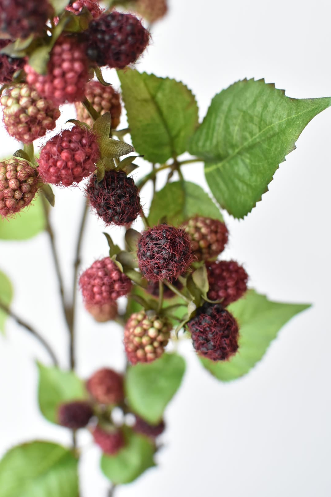 Artificial raspberry branch showing berries ripening from green to burgundy
