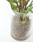 25" Faux Forest Fern in Glass Vase