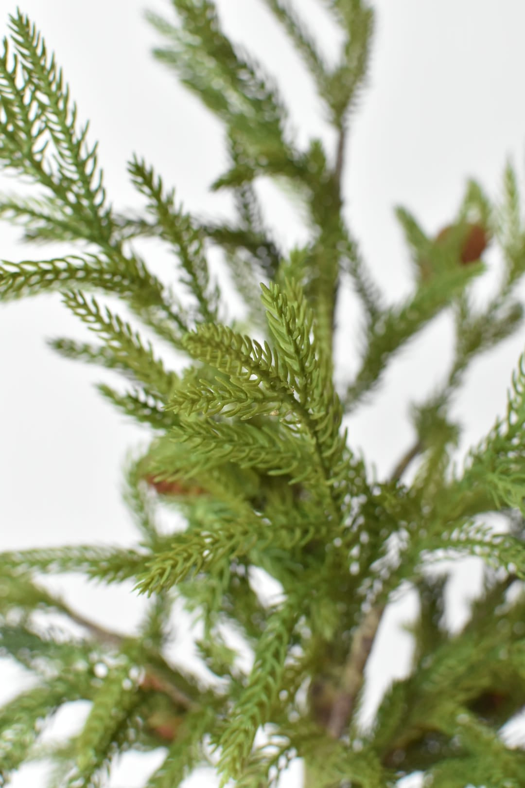 Detail of soft Norfolk pine needles and a natural pinecone on a wired stem