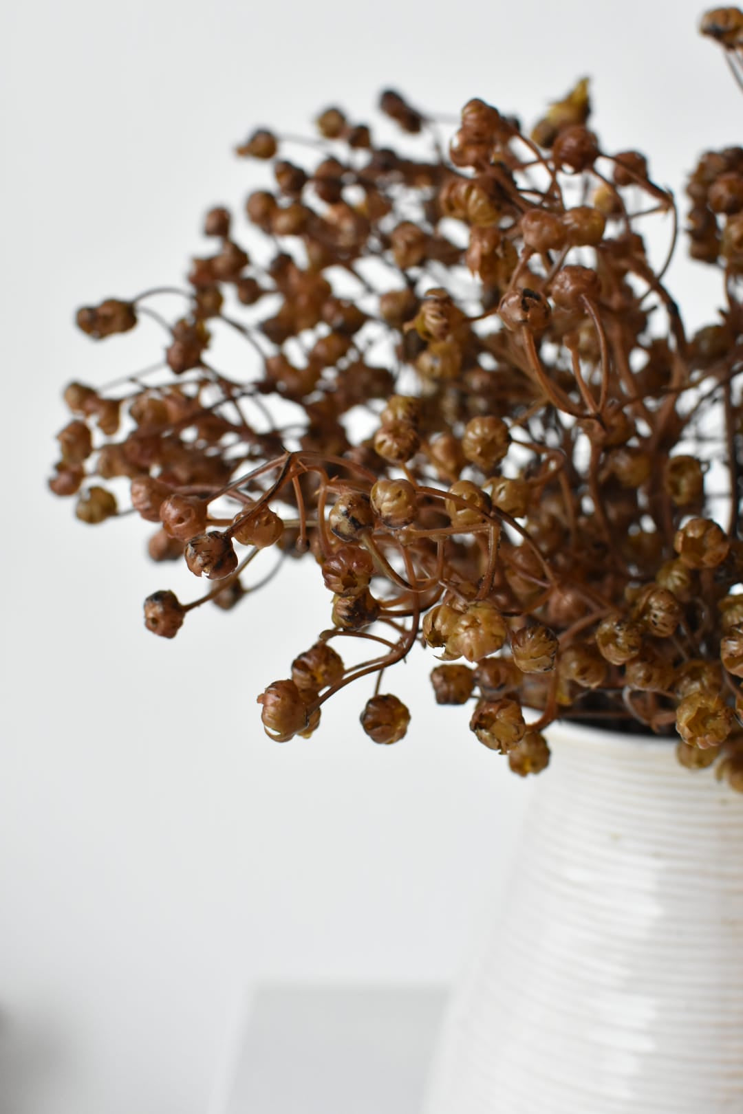 Three faux dried brown baby's breath bundles massed in a white container