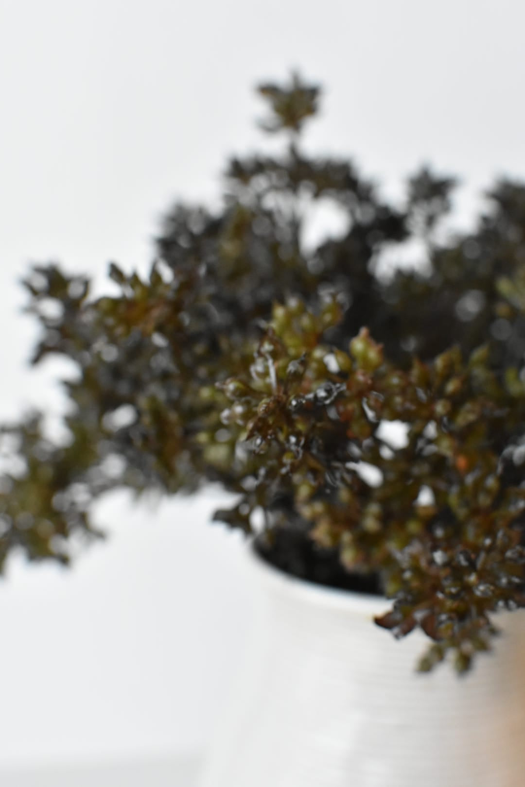 Faux dark brown and green sedum bundles mounded in a container