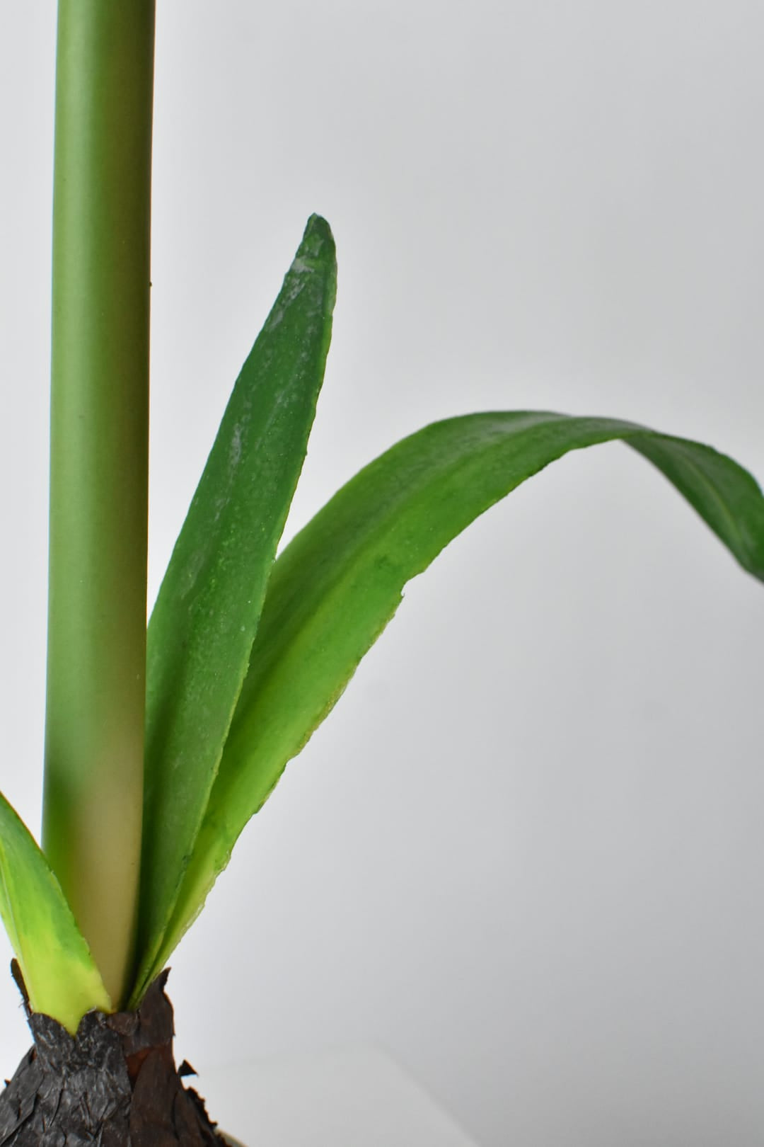 Faux potted white amaryllis shown from a second angle