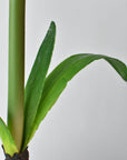 Faux potted white amaryllis shown from a second angle