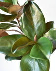 40" Faux Magnolia Leaf Branch