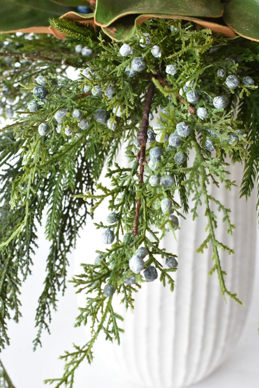 Juniper Norfolk Cedar - Curated Bundle