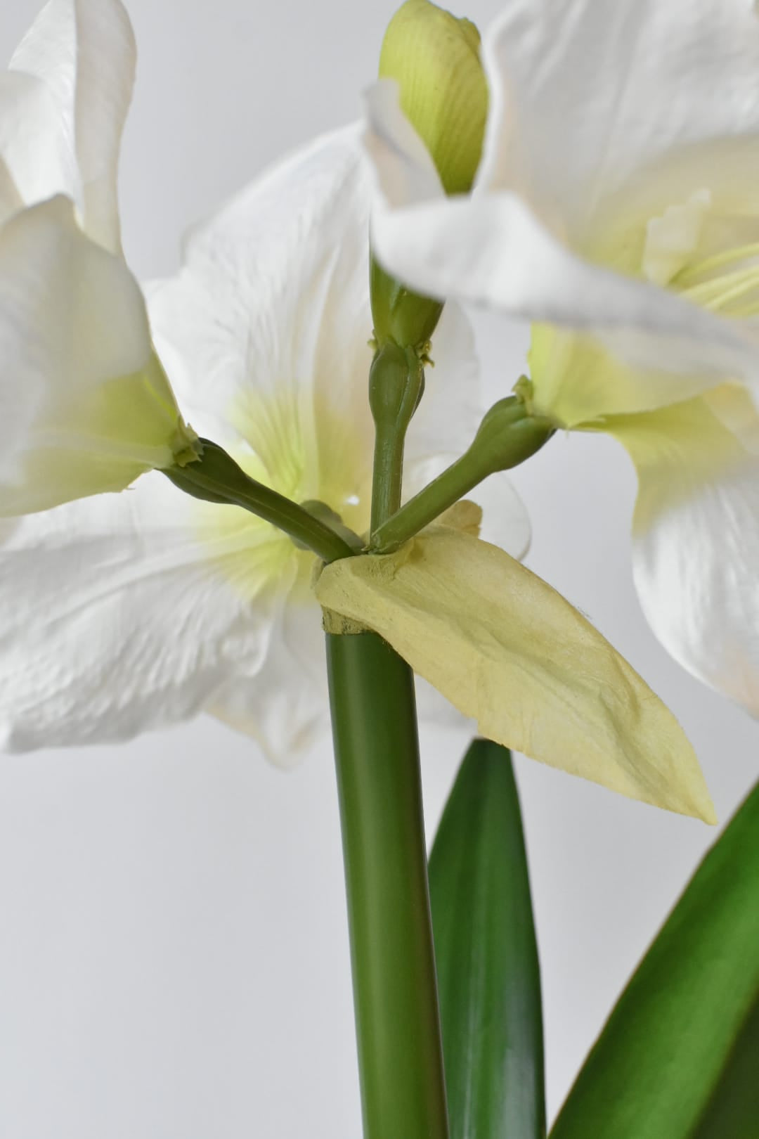 Faux standing white amaryllis showing its three wired leaves