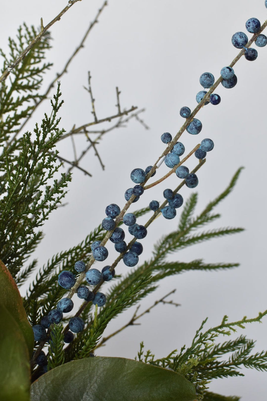 Juniper Norfolk Cedar - Curated Bundle
