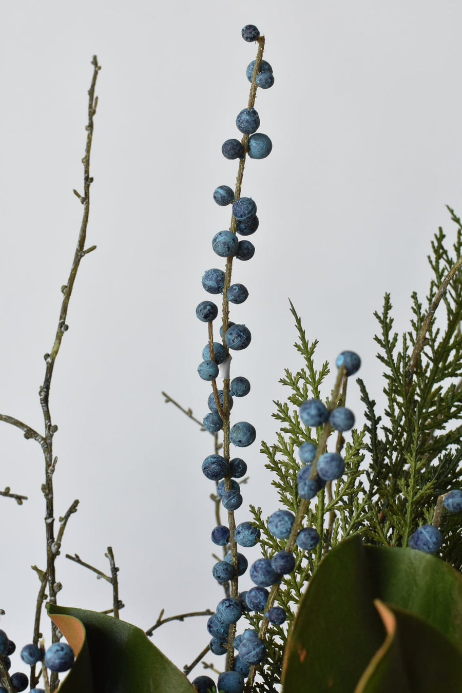 Juniper Norfolk Cedar - Curated Bundle