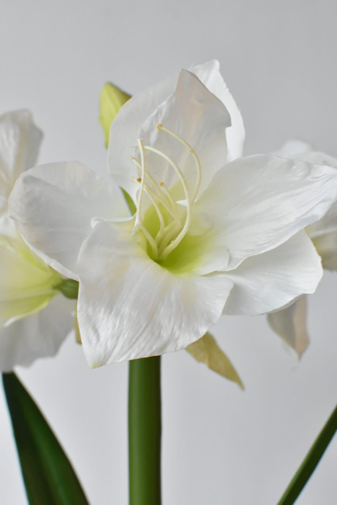 Faux white amaryllis with bulb shown from a second angle