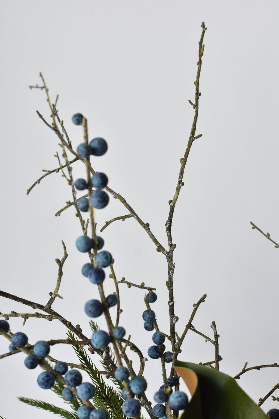 Juniper Norfolk Cedar - Curated Bundle