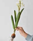 Faux paperwhite stem with a hand-finished bulb, 17.5 inches tall