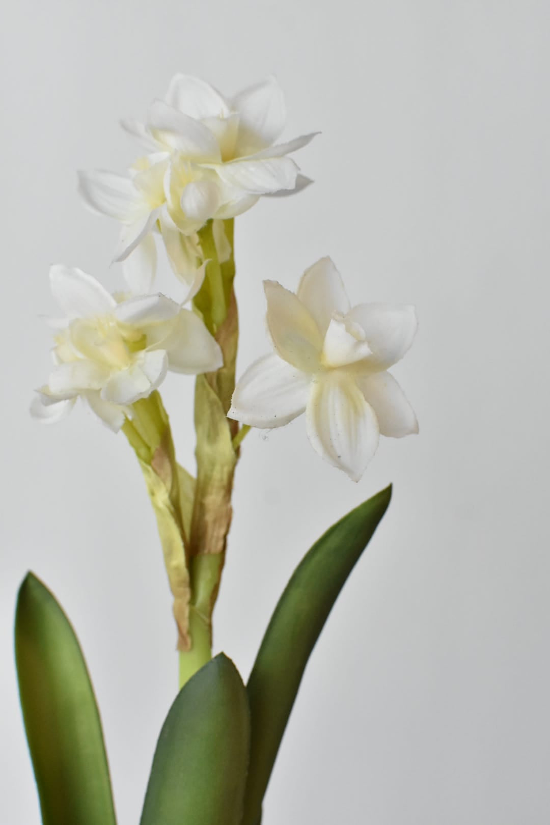 Clusters of small white paperwhite blooms on the faux stem