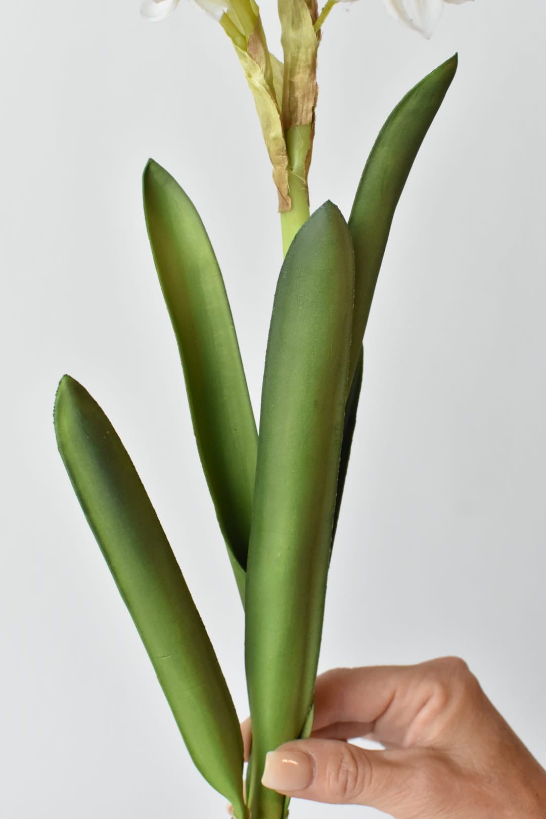 Faux paperwhite stem showing the bulb, roots, and metal pick at the base
