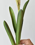 Faux paperwhite stem showing the bulb, roots, and metal pick at the base