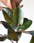 40" Faux Magnolia Leaf Branch