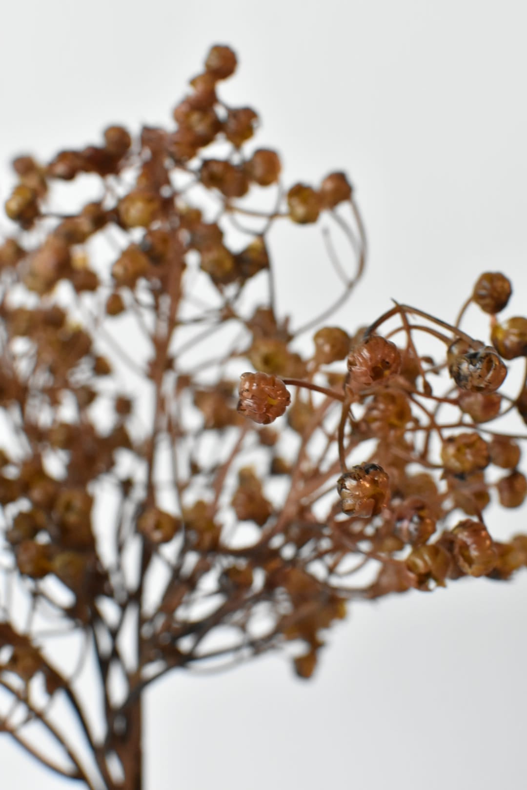 Close view of small soft brown pods on a faux gypsophila bundle held in hand