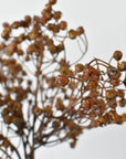 Close view of small soft brown pods on a faux gypsophila bundle held in hand
