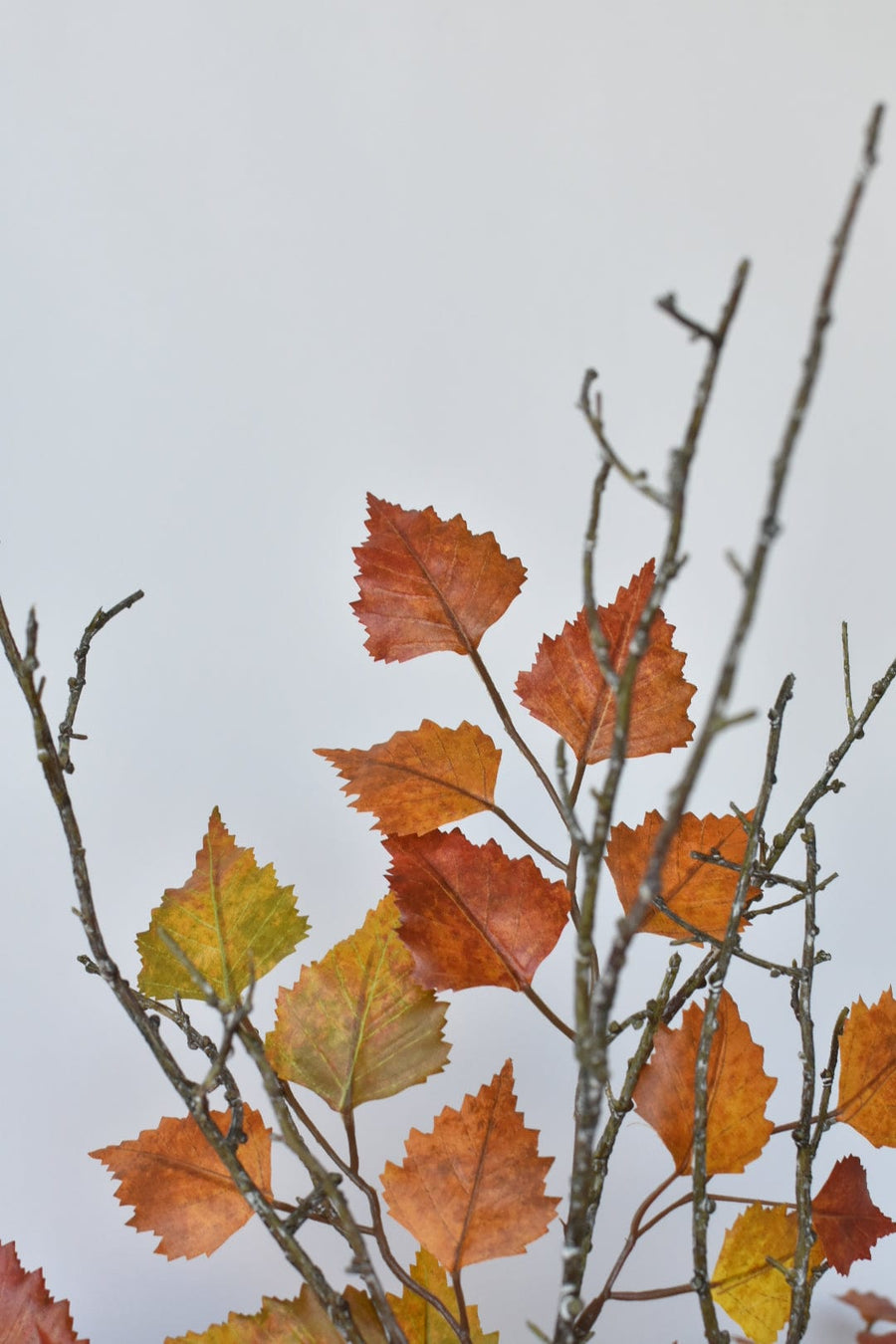 Red Orange Birch with Twigs - Curated Bundle