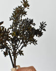 Close view of dark brown and green berries on a faux sedum stem bundle